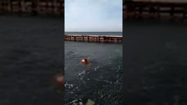 АНАПА. БОЛЬШОЙ УТРИШ. 25.01.2021.МОЙ ДЕНЬ РОЖДЕНИЯ. КУПАЮСЬ В МОРЕ. смотреть онлайн