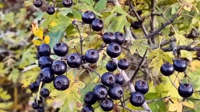 Сбор Свежих Яблок и Айвы. Знаменитые Рецепты в 2-Часовом Видео. смотреть онлайн