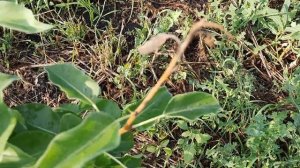 ПОЧЕМУ ЧЕРНЕЮТ ЛИСТЬЯ НА ГРУШЕ.  ЧТО Я ДЕЛАЮ