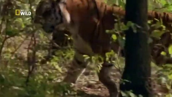 Siberian Tigers  (Amur) Tigers