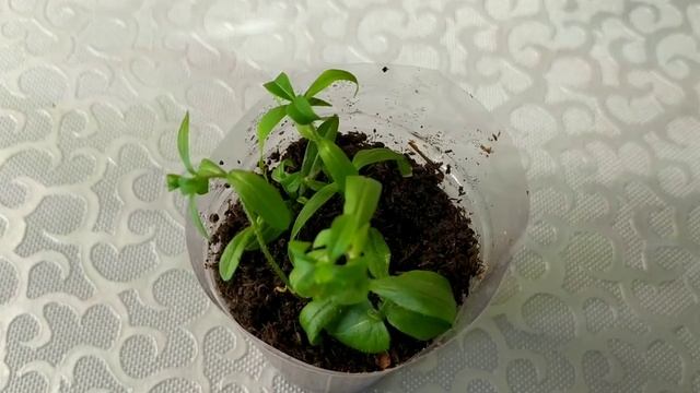 Черенкование флокса растопыренного. Первые корешки через 16 дней смотреть онлайн