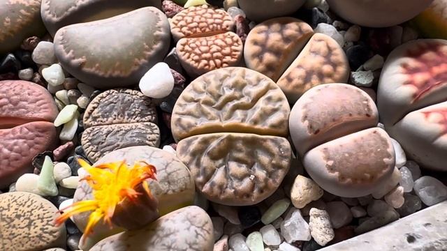 Литопсы/ Lithops. Все признаки того, что литопс нужно полить ?/⛔️. 12.09.2023. смотреть онлайн