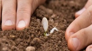 Как прорастить семена тыквы