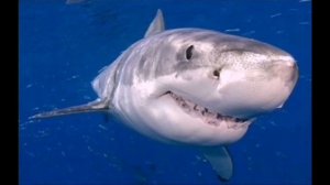 Акулёнок ТУРУРУ // ЧАСОВАЯ Версия