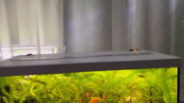 НЕУЖЕЛИ ОНИ РАСТУТ? l КУДА ДЕВАТЬ ВСЕ ЭТИ РАСТЕНИЯ? l БУРНЫЙ РОСТ РАСТЕНИЙ В НАШИХ АКВАРИУМАХ смотреть онлайн