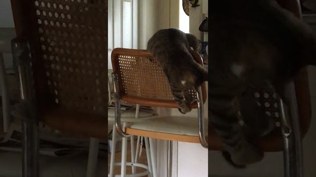Kitty's catch the tail game смотреть онлайн