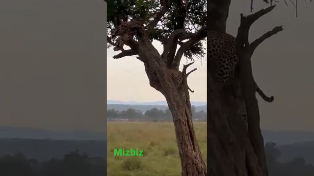 #wildlife #africa #kenya #savanna #maasai_mara_sightings #cheetah #Mizaniboss #travel #tembeakenya смотреть онлайн