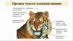 Тип Хордовые. Тема 44. Нервная система, органы чувств и поведение млекопитающих