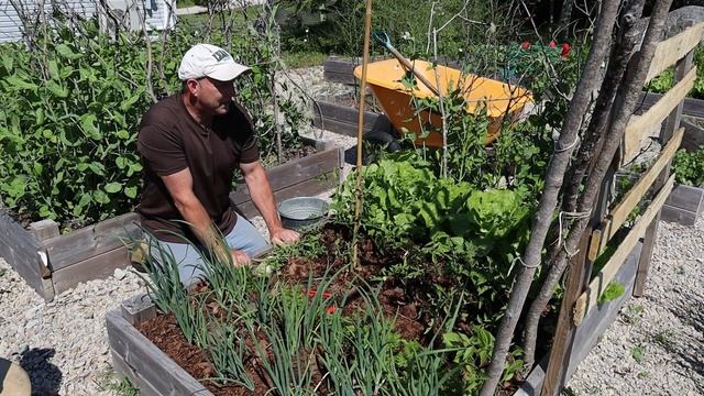 The Beginner's Garden June Update - The Beginner's Guide to Growing Your Own Veg смотреть онлайн