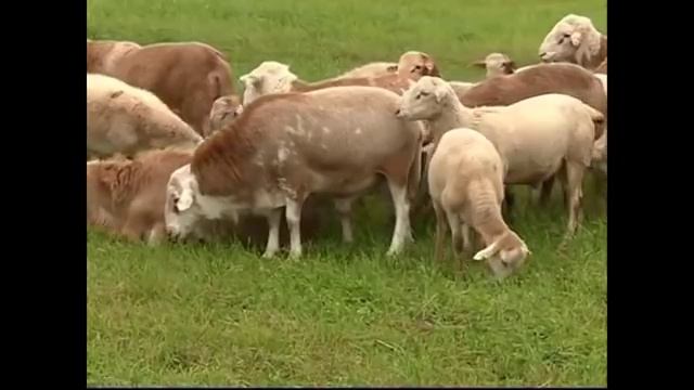 Катумы Сделано в Ленинградской области смотреть онлайн
