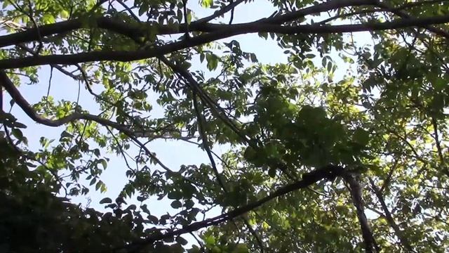 ВЬЮЩИМСЯ РОЗАМ НУЖНА ОПОРА. МОИ АРКИ ДЛЯ РОЗ УЖЕ РАДУЮТ! смотреть онлайн