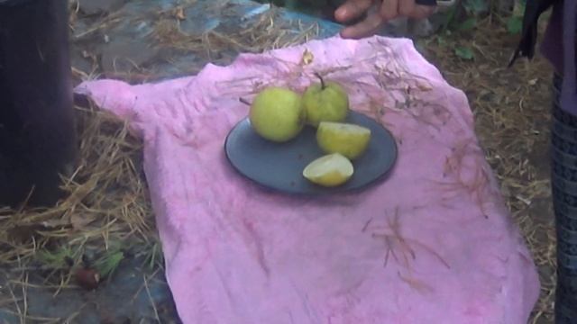 дегустация груши темболи скрещенной с веселинкой и памяти жегалова наш сибирский сорт смотреть онлайн