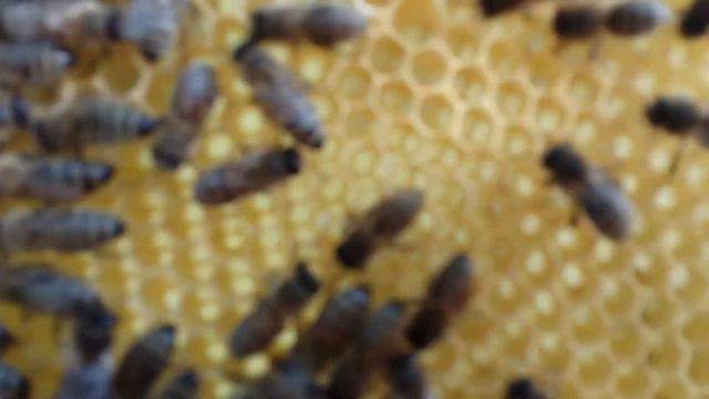 Украинская степная смотреть онлайн