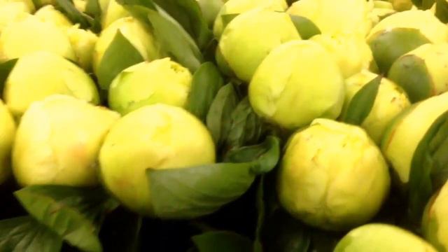 Peony Lemon Chiffon - www.peonyshop.com смотреть онлайн