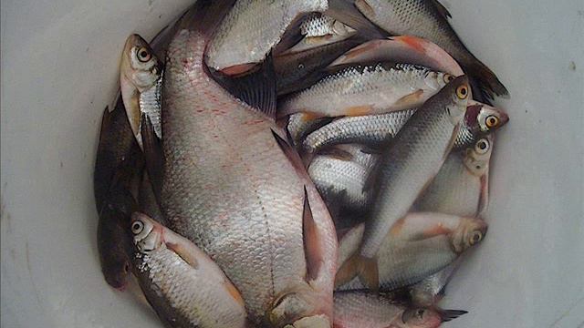 Рыбалка 2012 смотреть онлайн