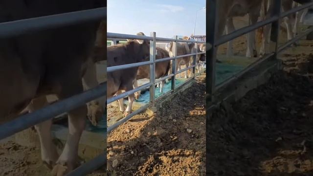 Парода Швиц & Флевки смотреть онлайн
