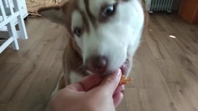 ASMR dog and yummy😅😀. АСМР собака и вкусняшка.😅😀. смотреть онлайн