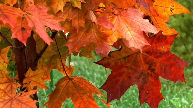 Шелест листвы.Осень. Звуки природы. смотреть онлайн