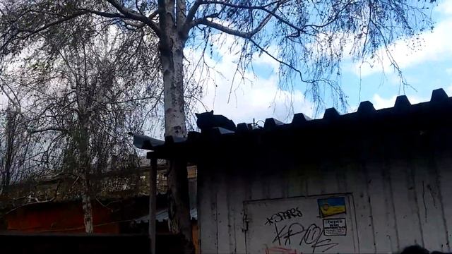 Пиратик напал на Снежка. Снежок хромает(2) смотреть онлайн