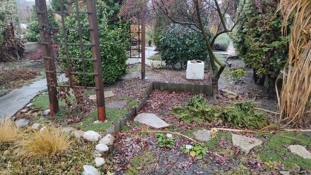 Грудень, примхи погоди, чудні тваринки, барбарис на штамбі, хвойні.