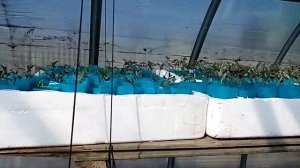 Удобные полочки для рассады в теплице.