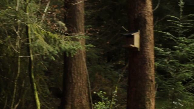 Wild Park Programme смотреть онлайн