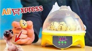 ИНКУБАТОР ИЗ КИТАЯ!! Что было ВНУТРИ повергло в ШОК! ч.1