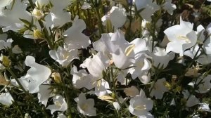 Колокольчик персиколистный белый! Полезные свойства, описание