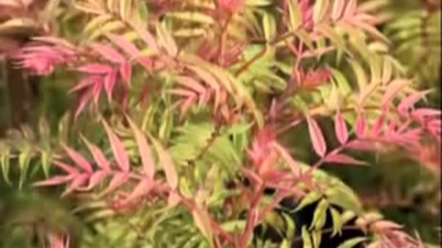 Best Shrubs - Sorbaria 'Sem' Great For Gardens, And Containers Too!