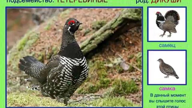 Дикуша. Голоса птиц смотреть онлайн