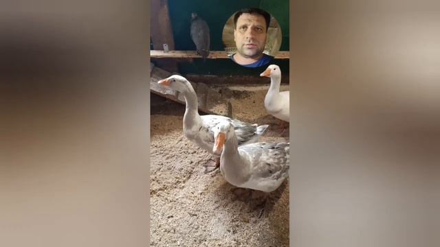 а что колбаса опять по талонам,  откуда столько народу?