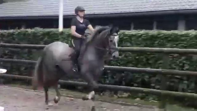 Nena ( Cornet obolensky x Zirocco blue) смотреть онлайн