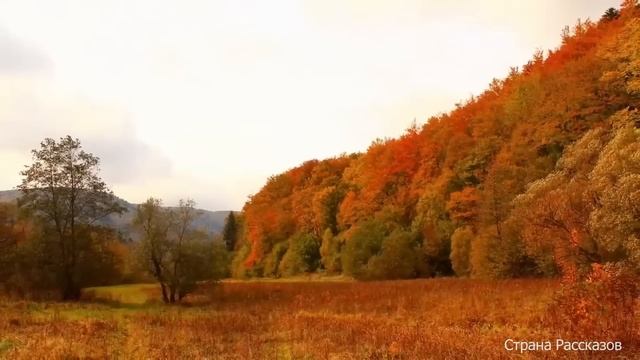 Свекровь, подслушав план невестки, как избавиться от неё, мигом придумала свой по ловчее... смотреть онлайн