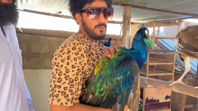 ITNI PYARI PEACOCKS ? | Birds Vlog | Mishkat Khan | The Fun Fin смотреть онлайн