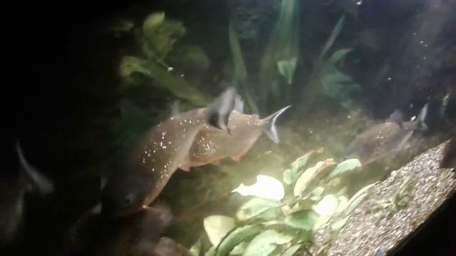 Мы веселые пираньи смотреть онлайн