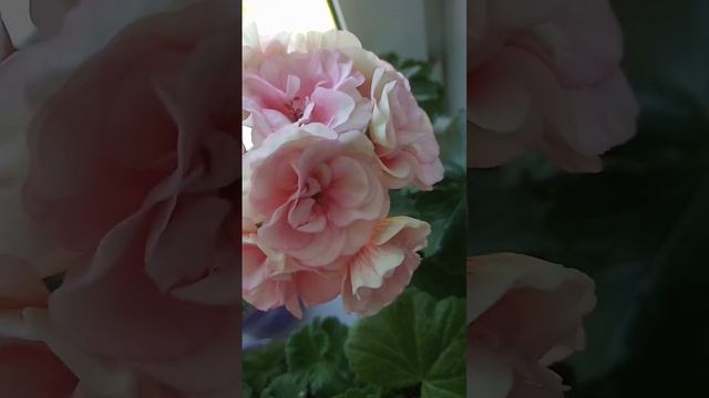 Пеларгония ЕС - Магия Кунцита #мояколлекциядомашнихрастений #пеларгония #пеларгонии смотреть онлайн