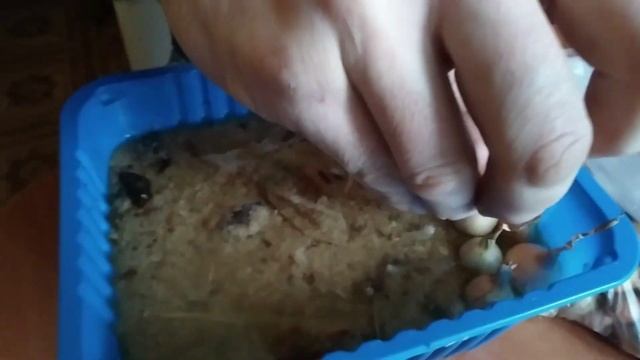 Лук севок на зелень смотреть онлайн