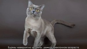 Бурманская кошка, характер котят и котов бурм