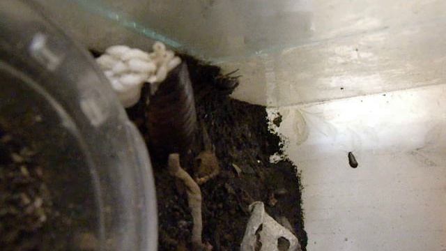 Роды мадагаскарского таракана смотреть онлайн