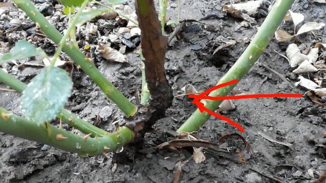 Цветы тайной страсти