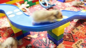 Хомяки в диснейленде )