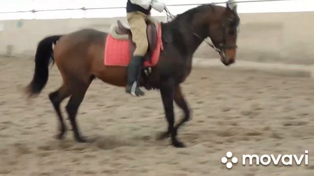 Заездка лошади А вот уже и верхом смотреть онлайн