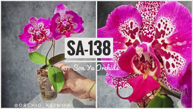 Phal. SA-138 от садовника Son Ya 🌺 Первое цветение азиатской крупноцветковой орхидеи бабочки. Обзор смотреть онлайн