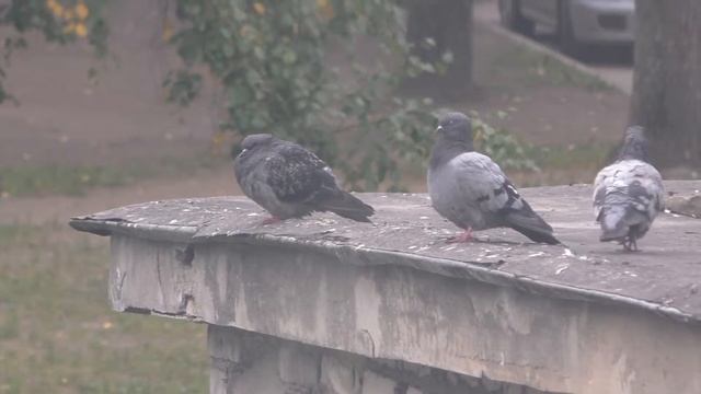 Голуби смотреть онлайн