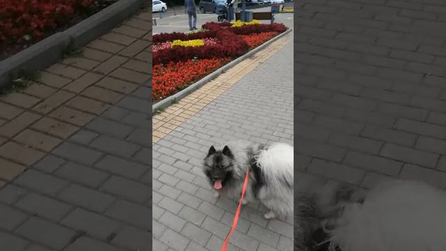 Кеесхонд Сэм смотреть онлайн