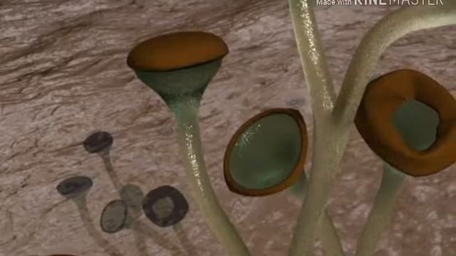 Куксония. Мир растений. смотреть онлайн