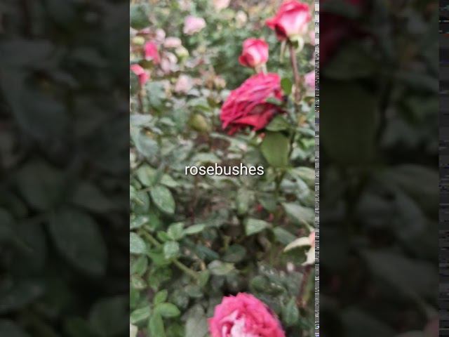 Luxor Люксор @rose_bushes161 смотреть онлайн