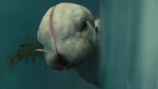 Химера смотреть онлайн