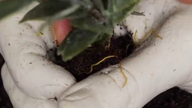 36 ГЕНИАЛЬНЫХ САДОВЫХ ЛАЙФХАКОВ, КОТОРЫЕ РЕАЛЬНО РАБОТАЮТ смотреть онлайн