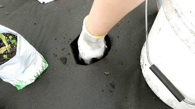 Сажаю баклажаны и перец на черный спанбонд / Высадка рассады баклажанов и перца смотреть онлайн